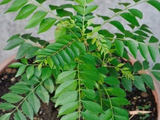 Curry Leaves Benefits : कड़ी पत्ते के इस तरह के सेवन से होते है कई तरह के फायदे, जाने।