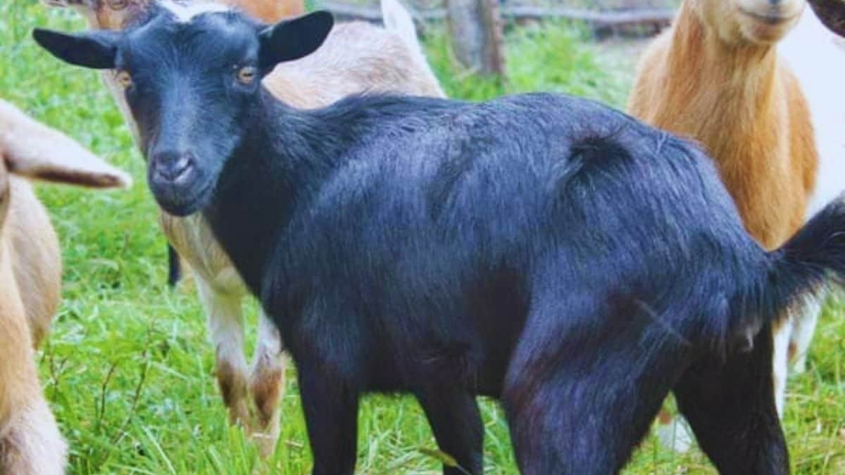 Goat Farming Tips : बकरी पालन के बेहतरीन सुझाव