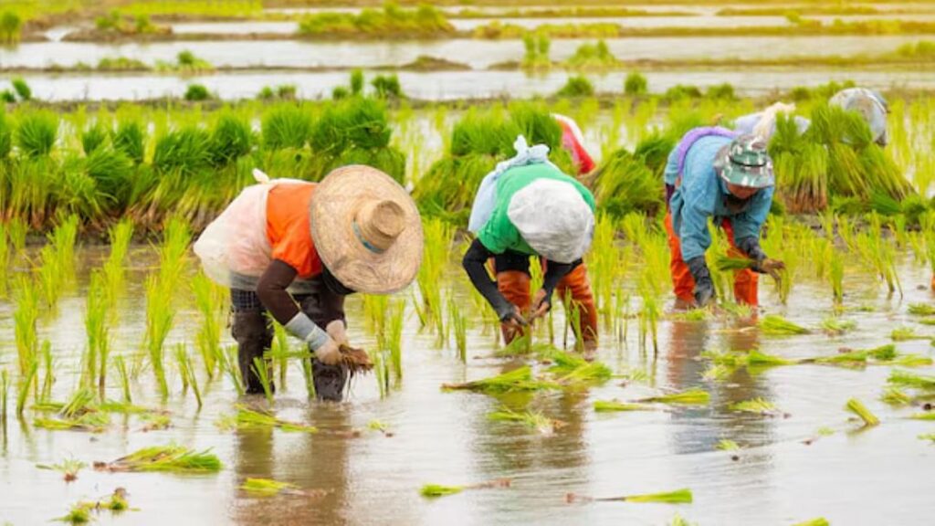 Paddy Farming Tips : इन तकनिकी से कर सकते है धान की खेती, अच्छी होंगी पैदावार।