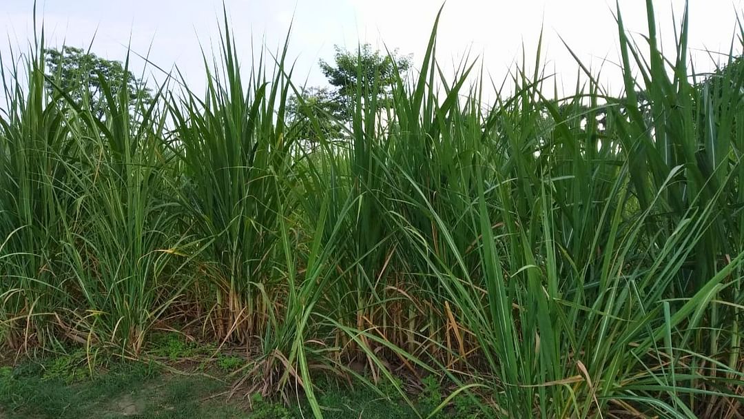 Sugarcane Farming : गन्ने की उन्नत गुणवत्ता के लिये करे यह उपाय।