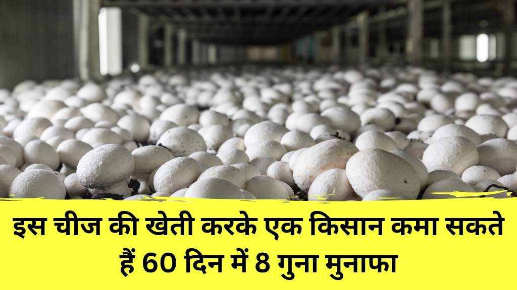 Mushroom Farming Business Idea : मशरूम की खेती करने का बेहतर व्यापार विचार।