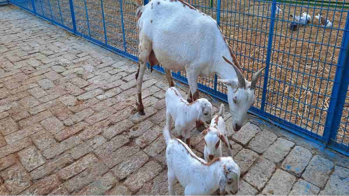 Goat Farming: बकरी पालन व्यवसाय बना एक लाभकारी और टिकाऊ कृषि व्यवसाय